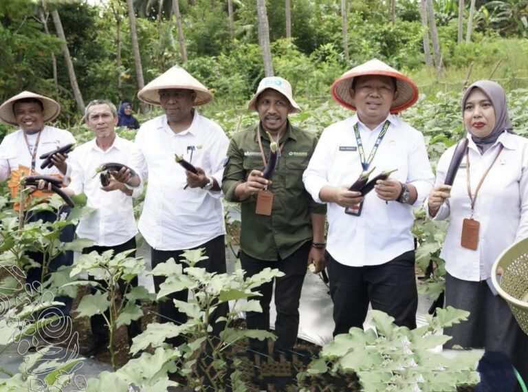 Panen Perdana Komoditas Terong di Ternate, Sekda Dorong Kemandirian Pangan Lokal